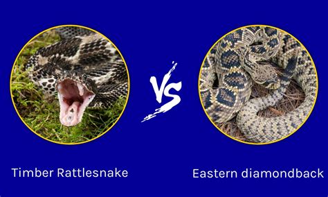 The eastern diamondback rattlesnake is the largest heaviest venomous snake in North America. . Eastern diamondback vs western diamondback